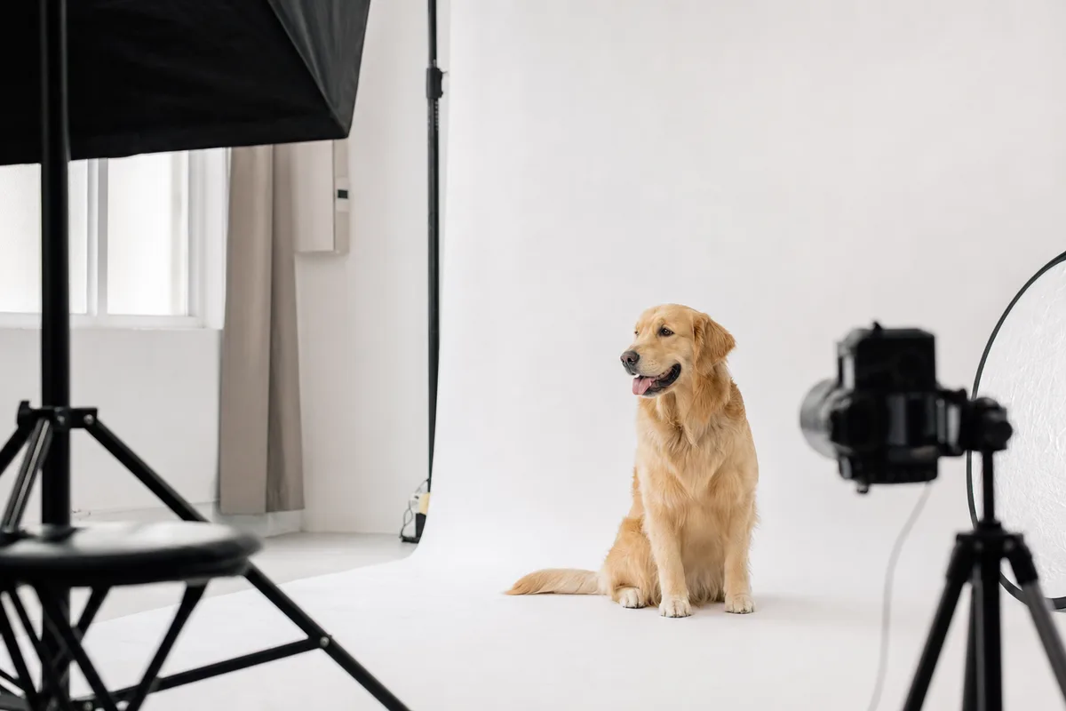 寵物攝影棚拍現場：黃金獵犬坐在白色無縫背景紙上，柔光罩與反光板環繞